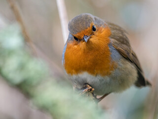 An inquisitive Robin (Erithacus rubecula) looks at the camera in extreme close up