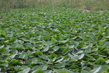 Lily Pad