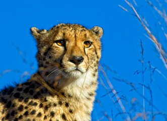 Cheetah closeup
