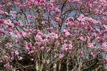 Bright Pink Spring Flowers on a Deciduous Magnolia Tree (Magnolia 'Caerhays Belle')  Growing in a Woodland Garden in Rural Cornwall, England, UK