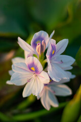 Fototapeta premium Pontederiaceae in Water Hyacinth or white musk flowers