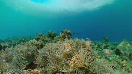Fototapeta na wymiar Tropical Seascape Underwater Life. Tropical underwater sea fish. Philippines.