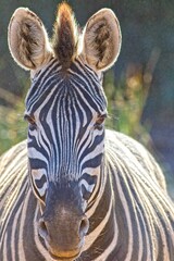 Obraz na płótnie Canvas portrait of a zebra