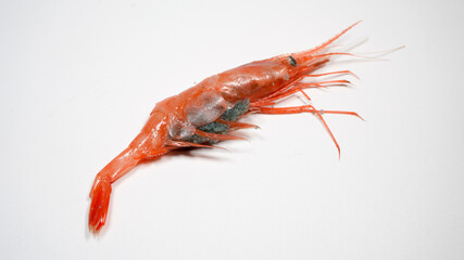 新鮮な南蛮エビ