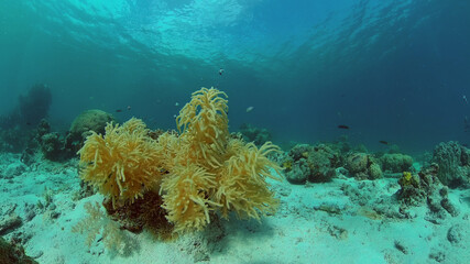 Tropical Fishes on Coral Reef, underwater scene. Colourful tropical coral reef. Scene reef. Philippines.