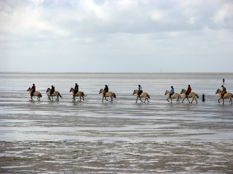 Reiter auf Pferden im Wattenmeer vor Cuxhaven. Cuxhaven, Deutschland, Europa  --  
Riders on horses in the mudflats off Cuxhaven. Cuxhaven, Germany, Europe