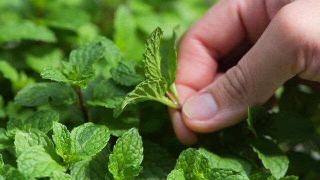 close up view Planting and picking peppermint at backyard so fresh and green.