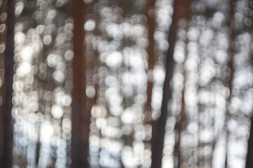 blurred forest for background