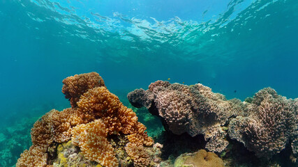 Tropical colourful underwater seascape.The underwater world with colored fish and a coral reef. Philippines.