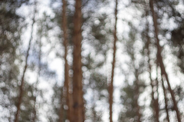 blurred forest for background