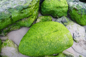 large pebbles n the beach covered with fresh green moss