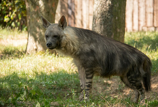A close-up of the hyena's gaze. The Brown hyena. Stock photo.