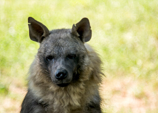 A close-up of the hyena's gaze. The Brown hyena. Stock photo.