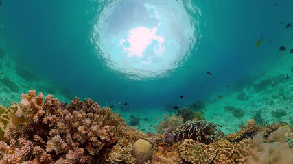 Colourful tropical coral reef. Tropical coral reef. Underwater fishes and corals. Philippines.