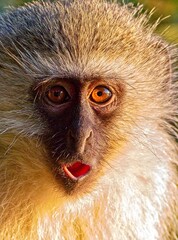 close up of a monkey © Stephen
