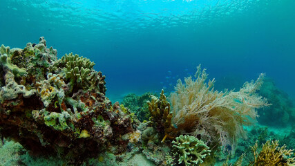 Naklejka na ściany i meble Underwater fish garden reef. Reef coral scene. Coral garden seascape. Philippines.