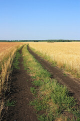 Fototapeta na wymiar Dirt road in a field of rye