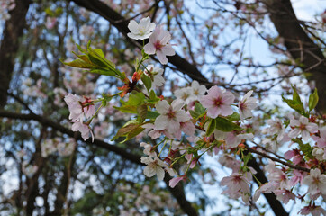 Cherry and cherry flowers with white petals on a branch with green leaves on a sunny spring day