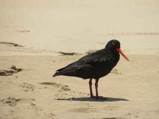Black oystercatcher, South Africa, Brenton on Sea