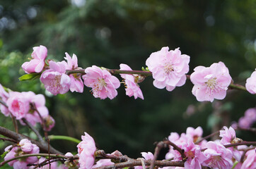 Sakura branch with delicate dense flowers with pink petals and green leaves on a tree in a park on a spring day