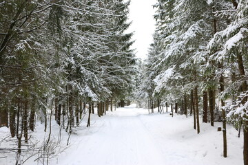  a walk in the coniferous forest in winter © subbot