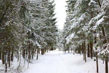 
a walk in the coniferous forest in winter