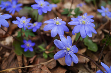 Anemone flowers with delicate blue petals on a bush with green leaves in a meadow on a spring day