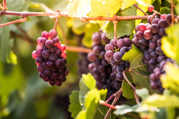 A bunch of grapes on a Czech vineyard