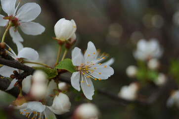 Cherry and cherry flowers with white petals on a branch with green leaves on a sunny spring day