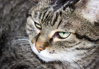 close-up portrait of a cat with big green eyes on white background. Free copy space. Domestic animals, concept of friendship.