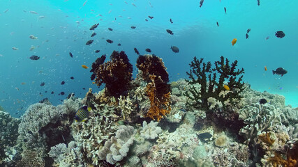 Fototapeta na wymiar Beautiful underwater landscape with tropical fish and corals. Philippines.