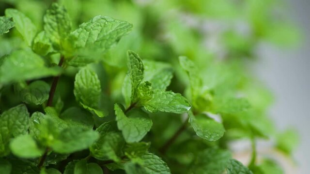 close up view planting and watering peppermint at backyard so fresh and green.