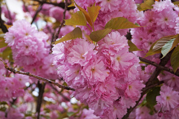Sakura branch with delicate dense flowers with pink petals and green leaves on a tree in a park on a spring day