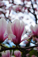 Magnolia with large flowers with delicate pink and white petals on a branch with green leaves in the garden and in the park on a spring day