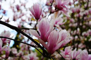 Magnolia with large flowers with delicate pink and white petals on a branch with green leaves in the garden and in the park on a spring day