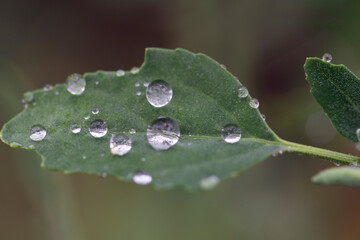 Close-up green leaf with raindrops. The concept of clean nature and ecology. Selective focus.