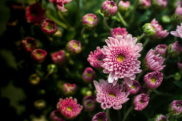 Several pink chrysanthemums are beginning to bloom.