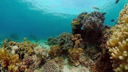 Naklejka na ściany i meble Underwater Scene Coral Reef. Tropical underwater sea fishes. Philippines.