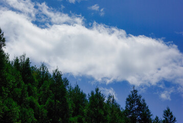 森と青空（Forest and blue sky）