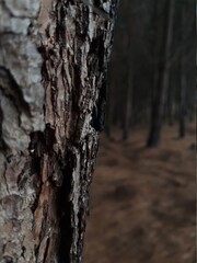 Bosque,corteza,Fotografía, Serenidad, Paz, Oscuro, Angulos, Perspectiva, Ambiente, Naturaleza, Tranquilidad, buena vibra 