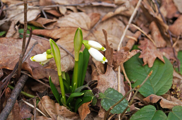 Snowdrop flowers with delicate white petals and a yellow-green center with thin green leaves in a meadow on a sunny day