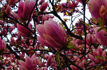 Magnolia with large flowers with delicate pink and white petals on a branch with green leaves in the garden and in the park on a spring day