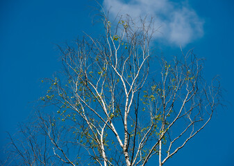 Arbre en sortie d'hiver au marais de Lavours, France