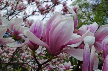 Magnolia with large flowers with delicate pink and white petals on a branch with green leaves in the garden and in the park on a spring day