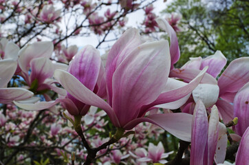 Obraz premium Magnolia with large flowers with delicate pink and white petals on a branch with green leaves in the garden and in the park on a spring day