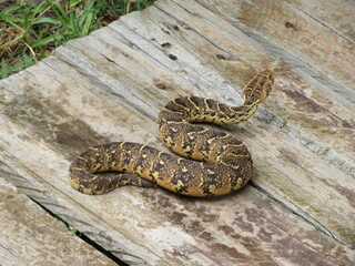 Puff Adder, Western Cape Province, South Africa