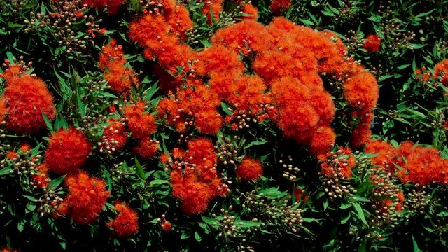 Red Flowering Gum Tree background