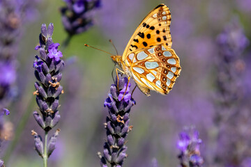 ISSORIA LATHONIA 
Kleine parelmoervlinder
Netherlands
vlinder
butterfly
