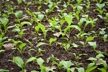 seedlings growing in a field background