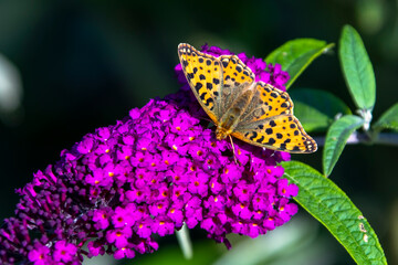 ISSORIA LATHONIA 
Kleine parelmoervlinder
Netherlands
vlinder
butterfly